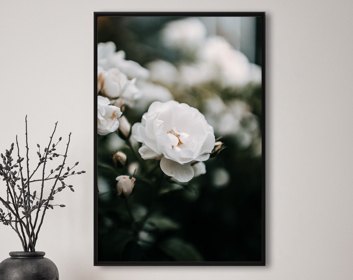 Single White Rose Flower Bloom Among Buds Romantic Garden Poster