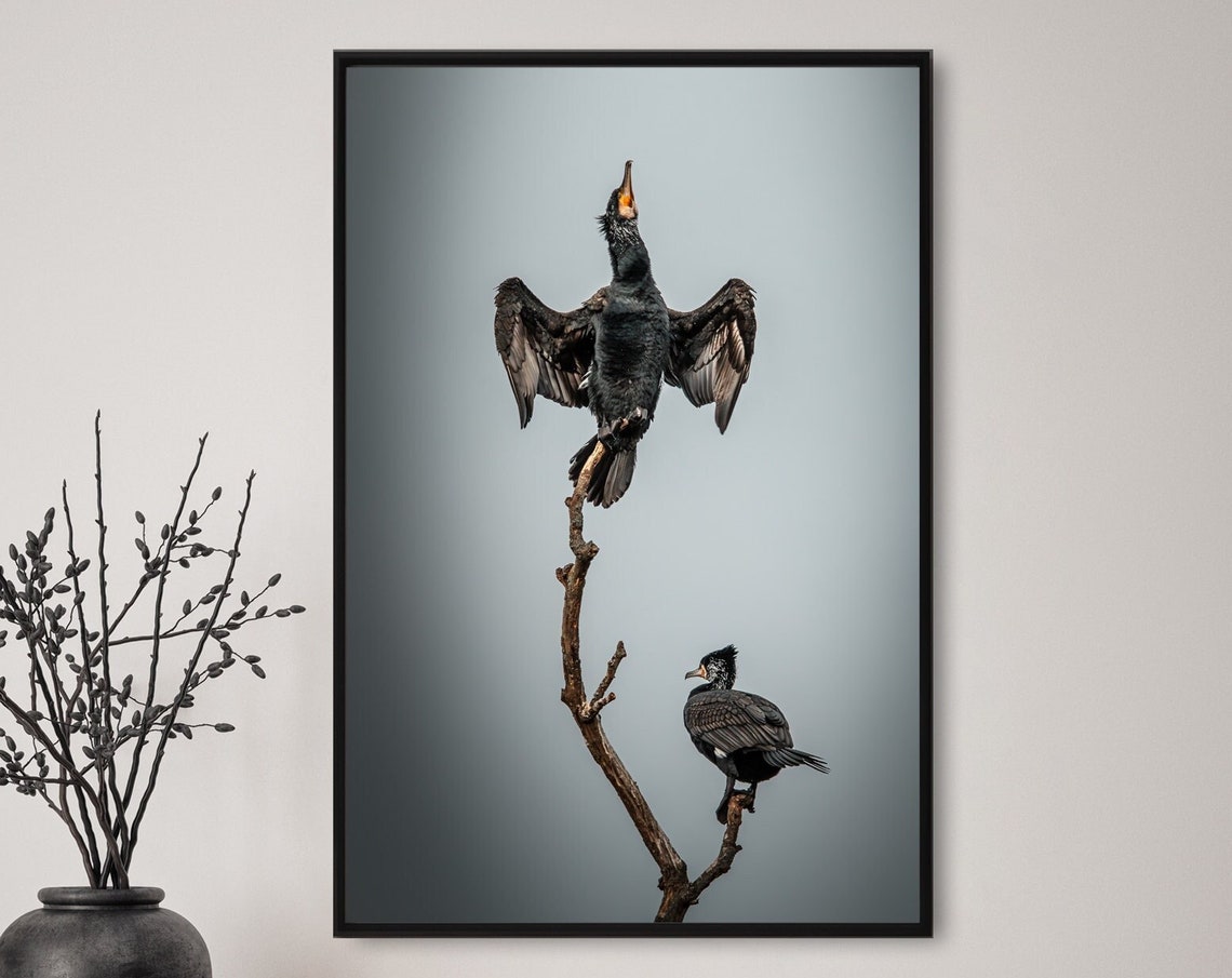Two Cormorants Wildlife Perched Bare Branch Wings Spread Bird Poster