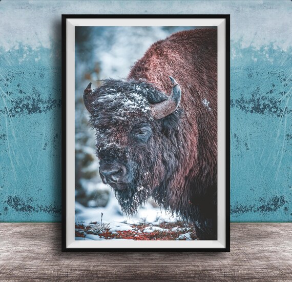 Winter Buffalo Canvas Print Snowy Landscape Rustic Wildlife Hand Signed