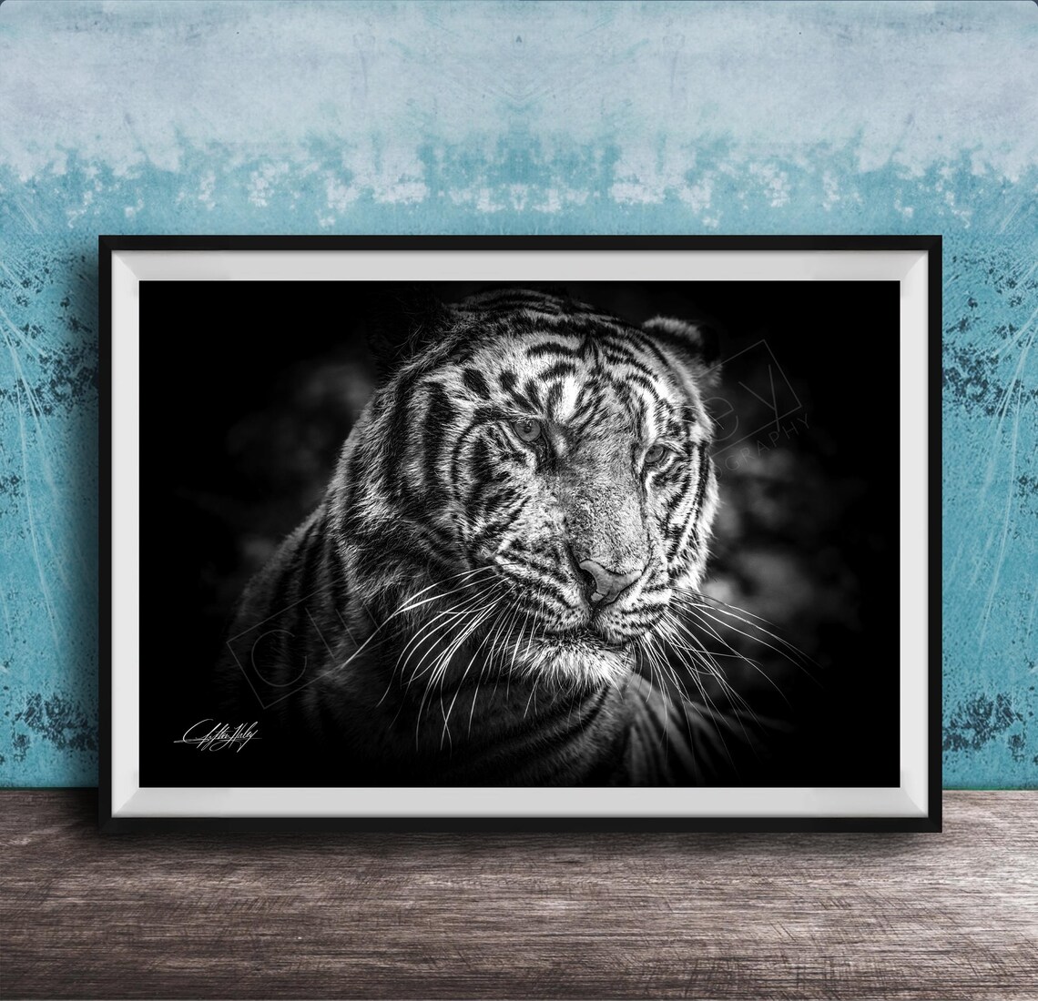 Dramatic Black and White Tiger Portrait Wildlife Photography Poster