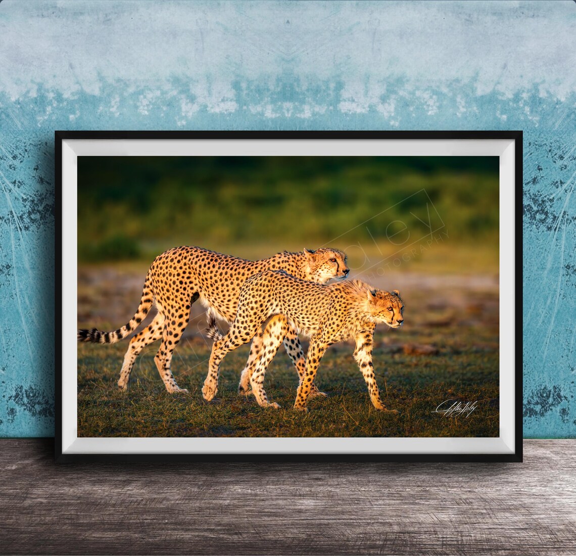Cheetah Art Print African Safari Wildlife Multiple Sizes Available