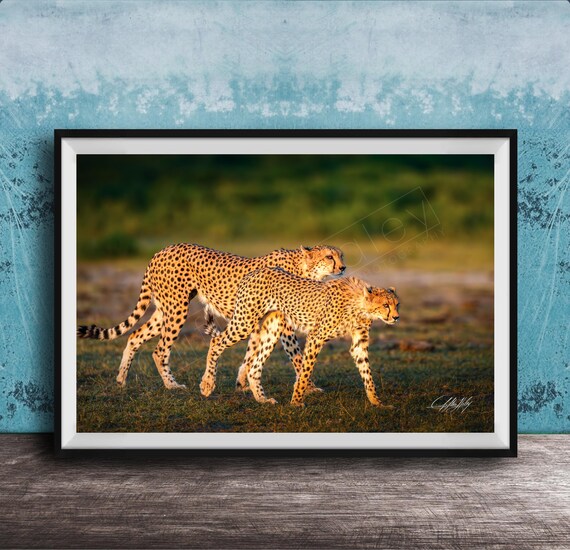 Cheetah Art Print African Safari Wildlife Multiple Sizes Available