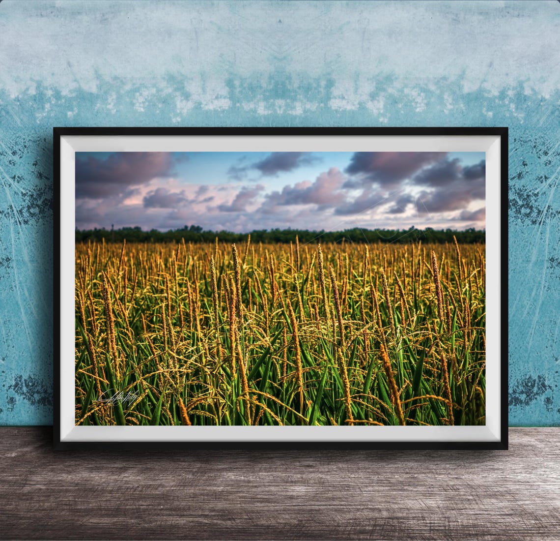 Golden Cornfield Tassels Under a Dramatic Summer Sunset Sky Print