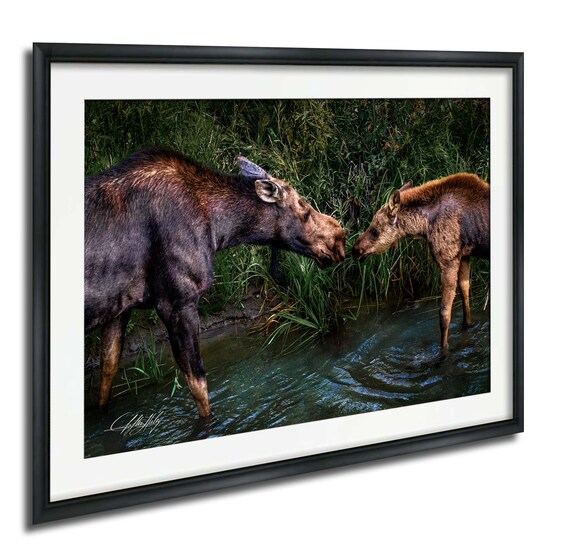Moose Mother And Calf Photo Print Tender Moment In Morning Light
