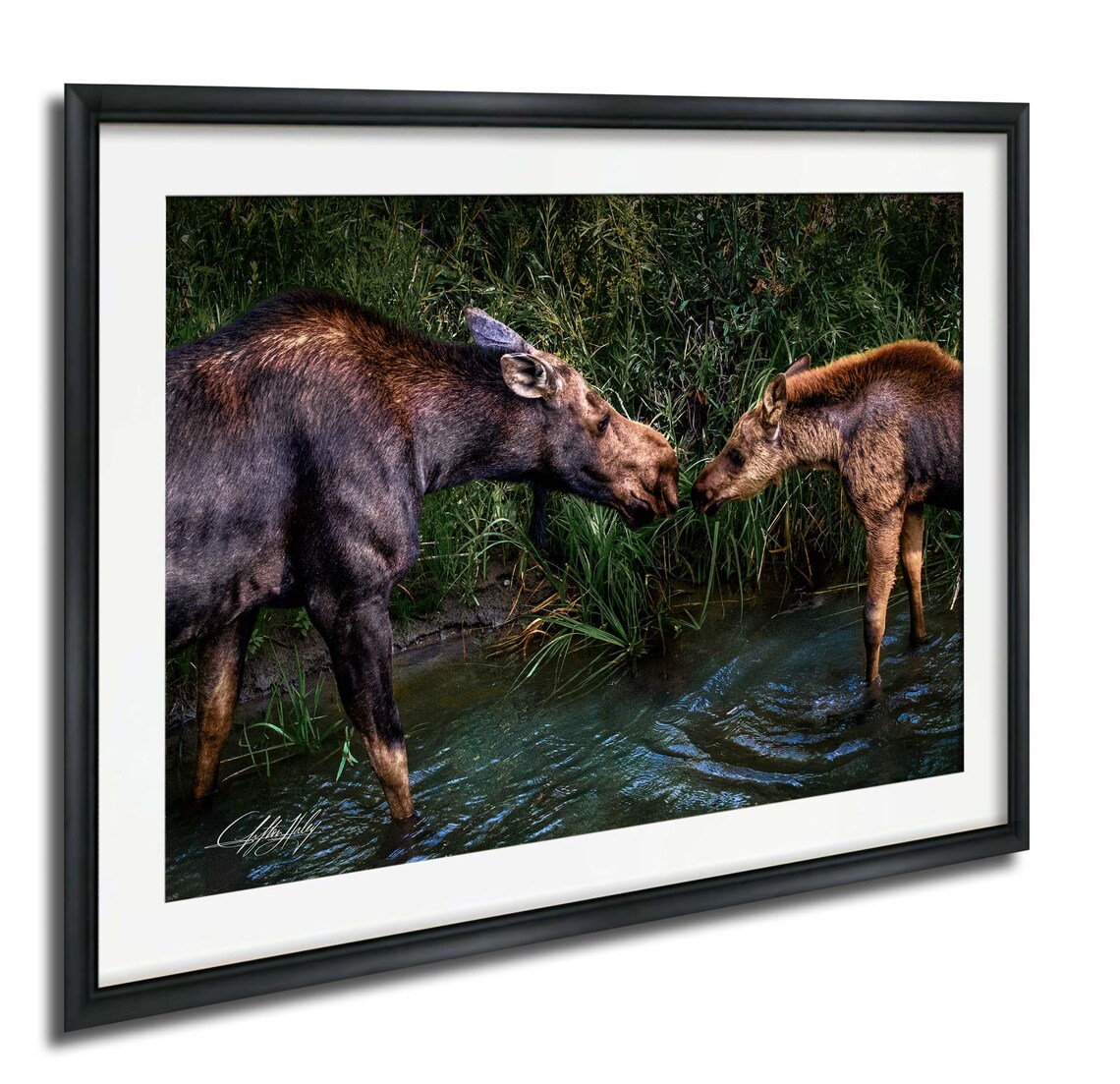 Moose Mother And Calf Photo Print Tender Moment In Morning Light