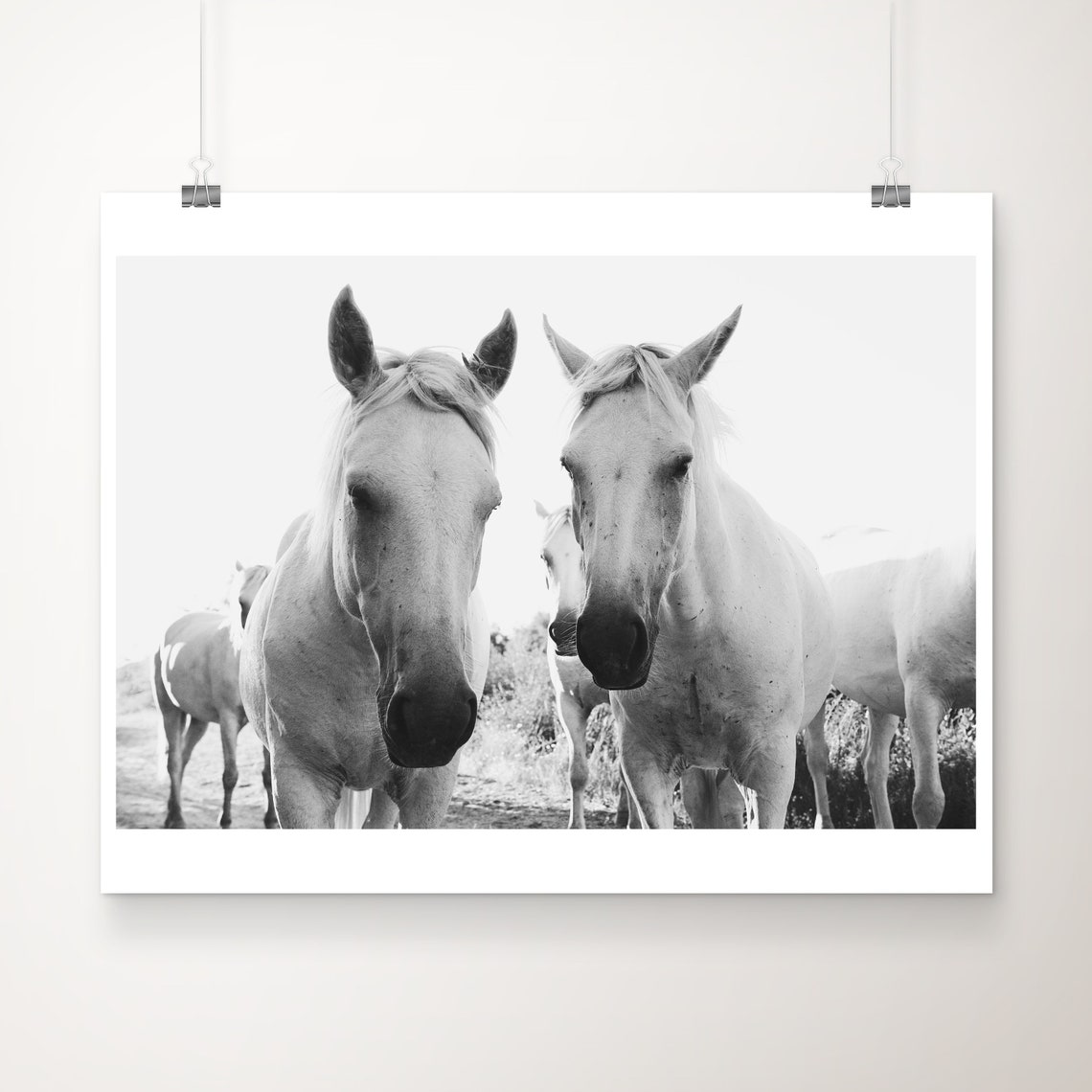 Black And White Camargue Horses Close Up Portrait Photography Poster