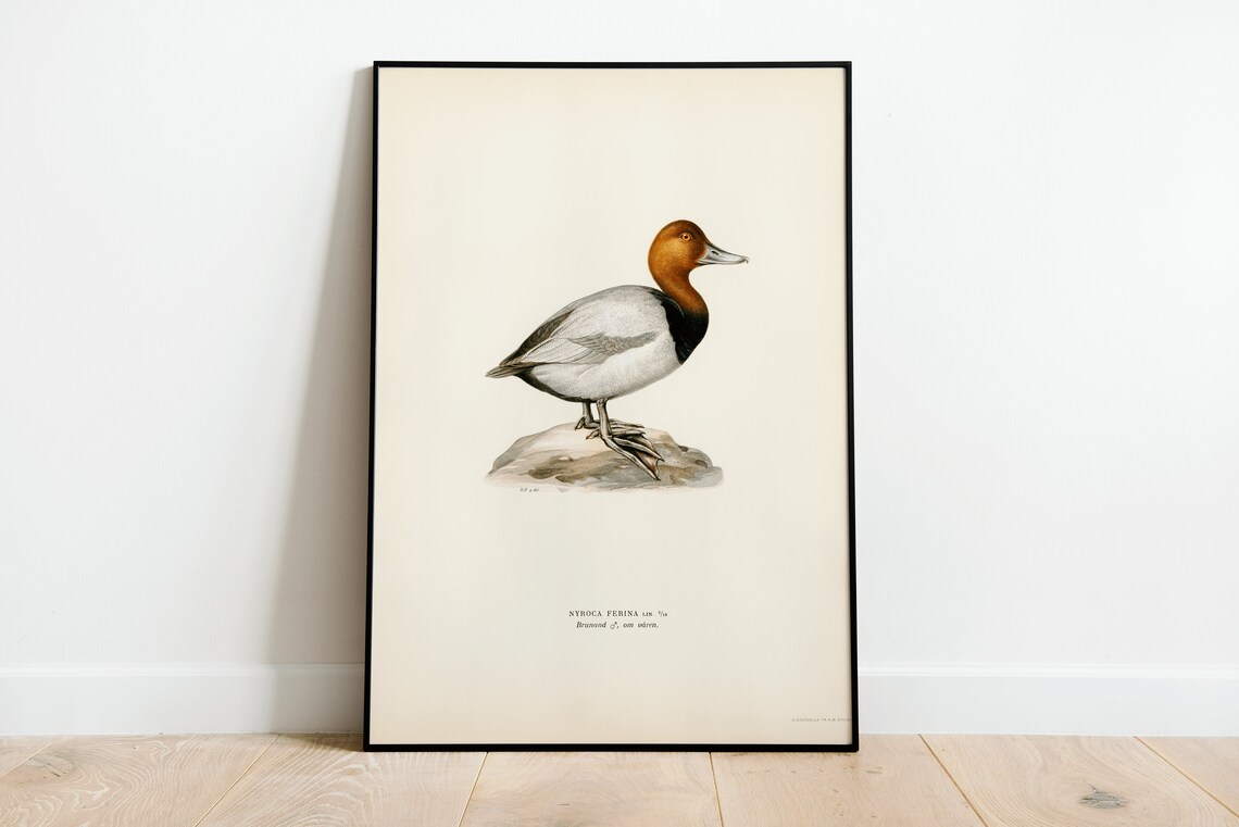 Common Pochard Male Duck Vintage Nature Art Print