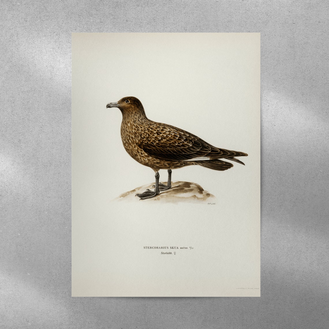 Great Skua Seabird Vintage Natural History Illustration Poster - Image 4