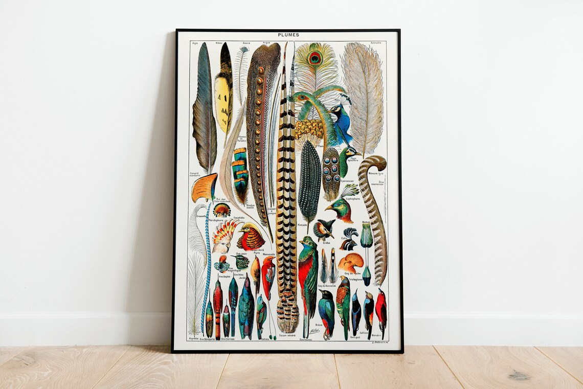 Plumes Vintage French Feather Chart Natural History Bird Wall Poster