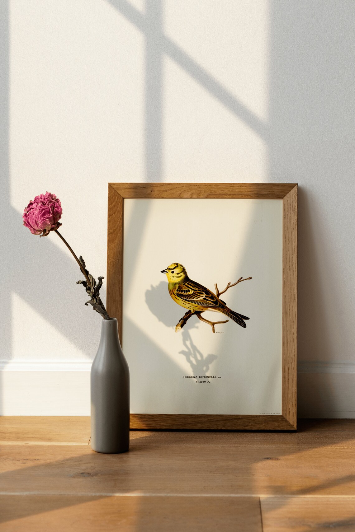 Yellowhammer Male Bird Vintage Nature Art Print - Image 4