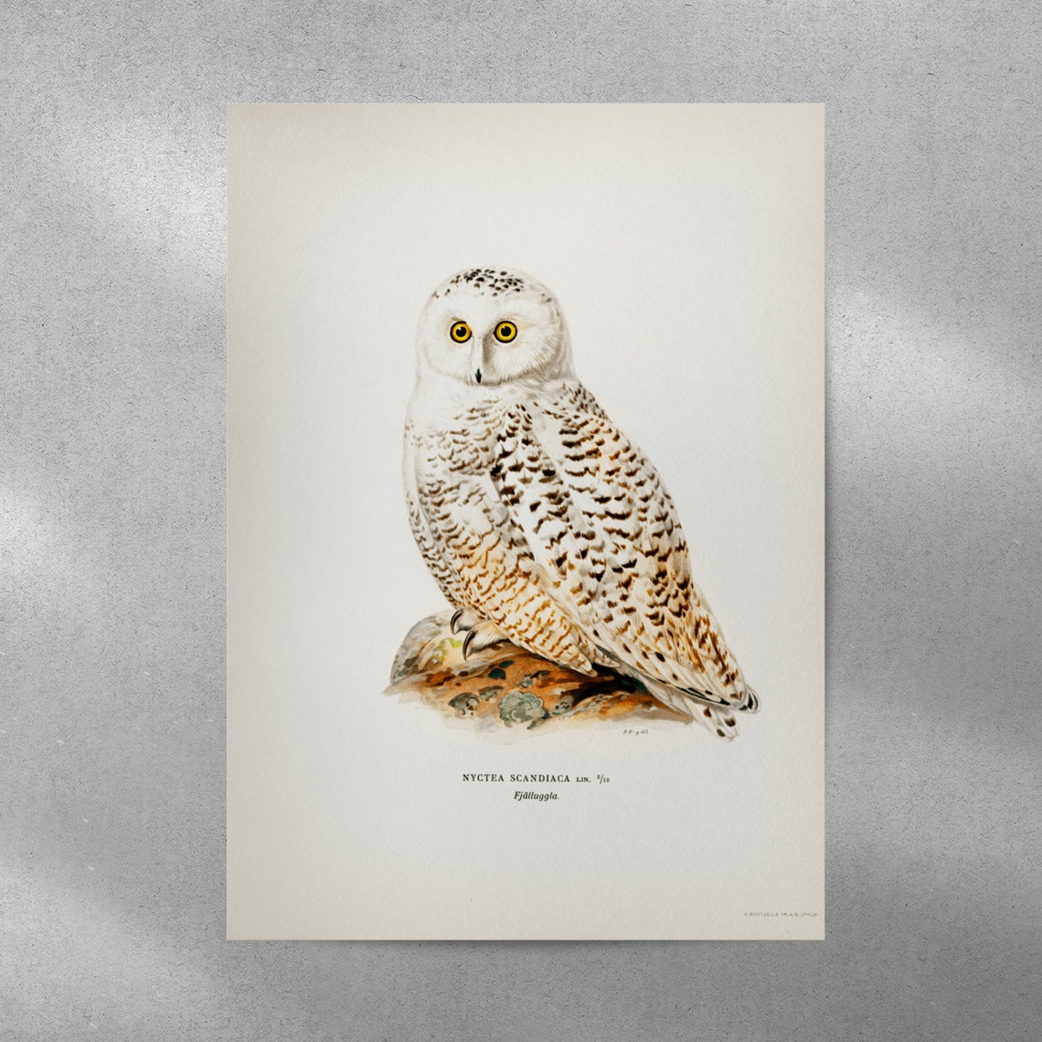 Snowy Owl Perched On Rock Vintage History Illustration Print - Image 3
