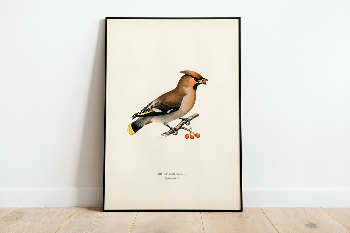 Bohemian Waxwing Bird Art Print, Vintage Nature Decor