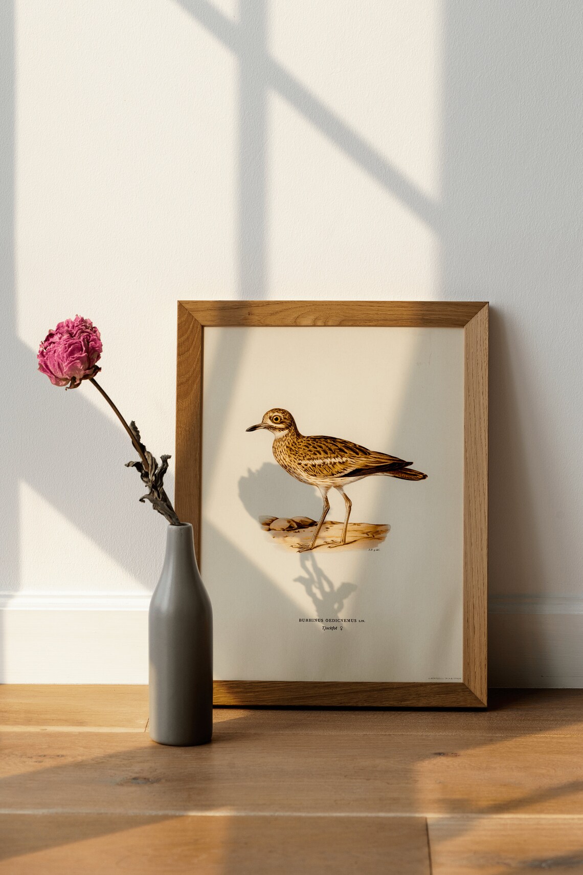 Stone Curlew Vintage Ornithology Illustration Classic Naturalist Print - Image 4
