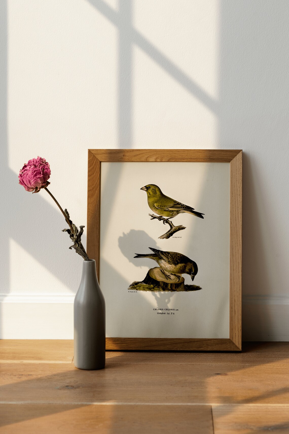Greenfinch Vintage Nature Bird Art Print Poster - Image 4