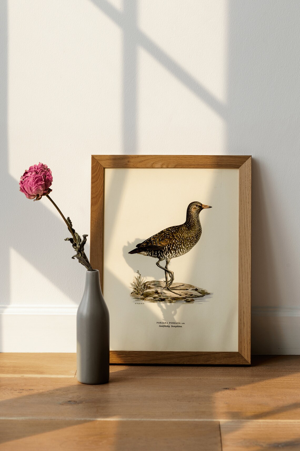 Spotted Crake Vintage Wetland Bird Illustration Naturalist Print - Image 4