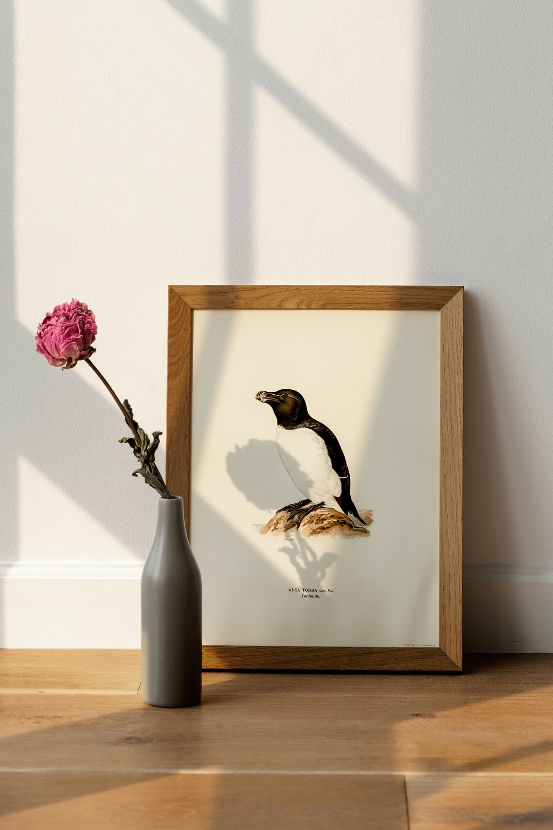 Razorbill Seabird Vintage Natural History Bird Illustration Poster - Image 4