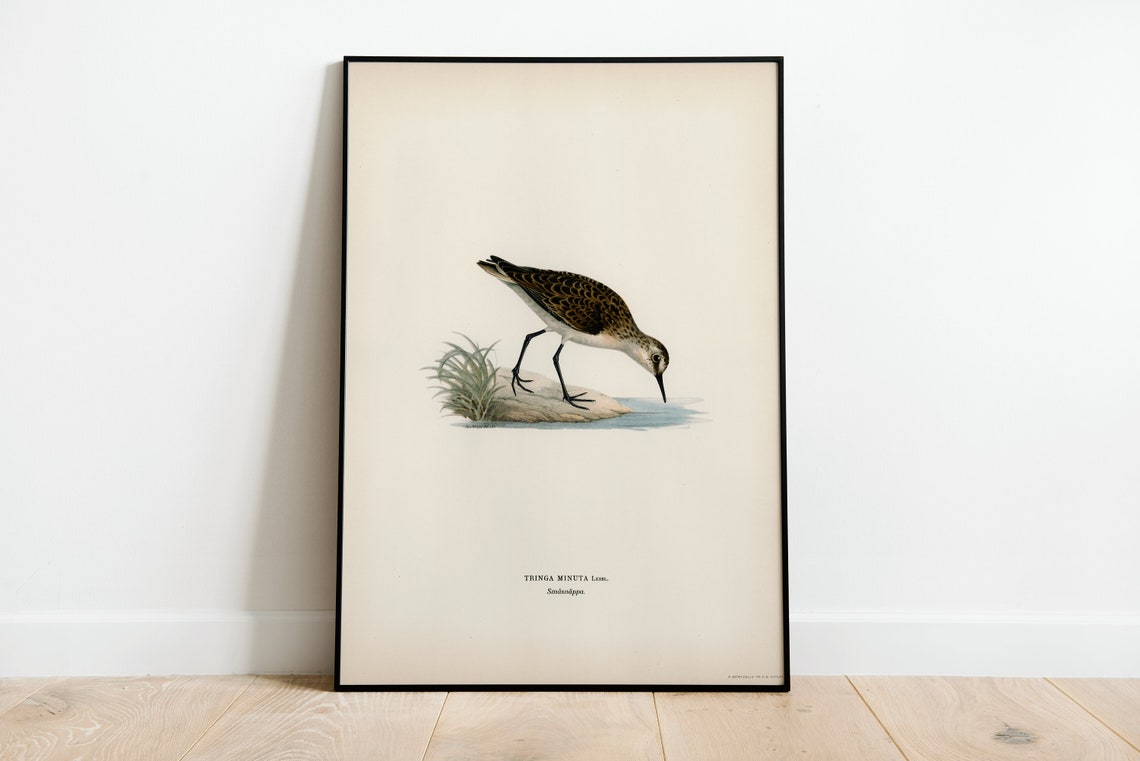 Little Stint Tringa Minuta Vintage Bird Illustration Art Poster
