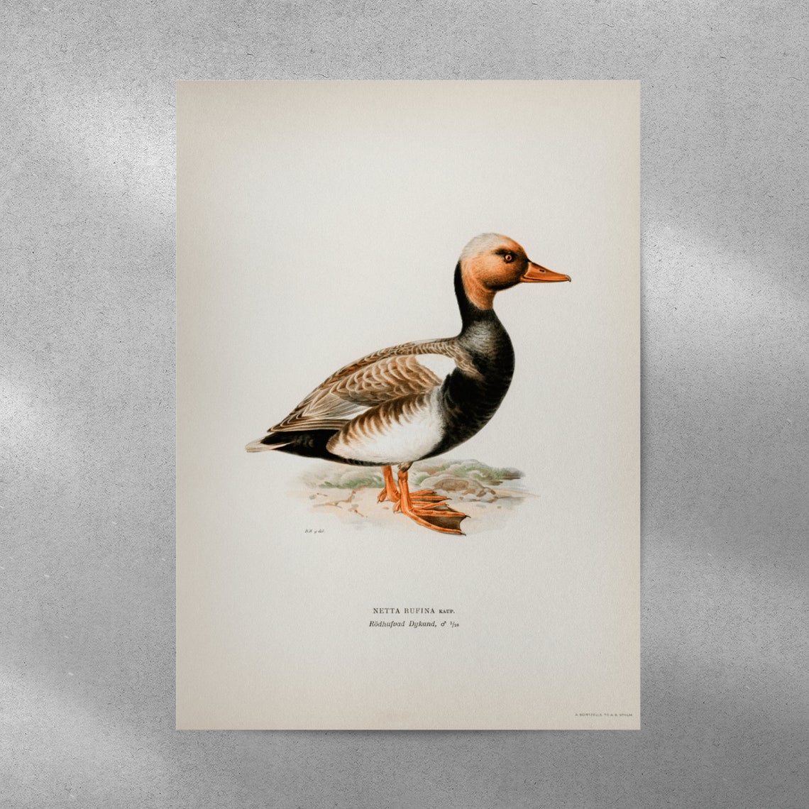 Red Crested Pochard Vintage Duck Natural History Illustration Poster - Image 3