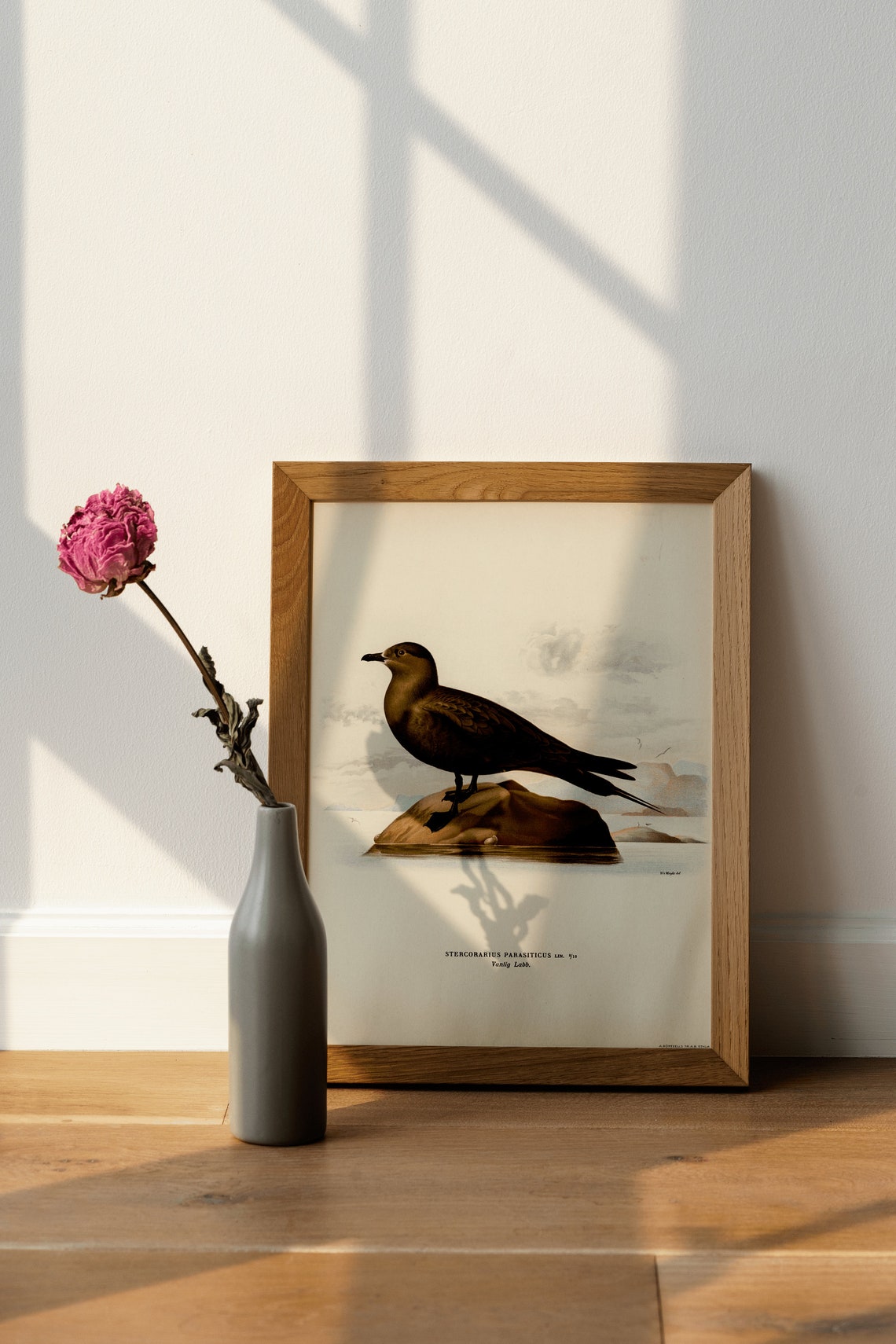 Arctic Skua Seabird Vintage Ornithology Illustration Archival Poster - Image 4