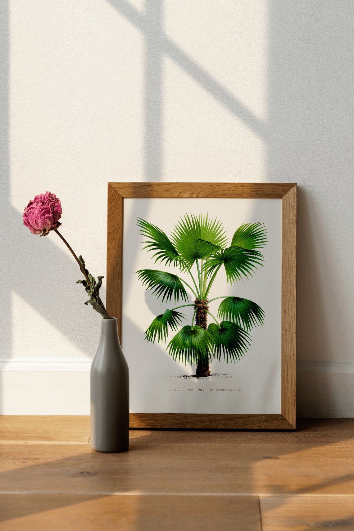 Trithrinax Brasiliensis Palm Vintage Botanical Illustration Poster - Image 4