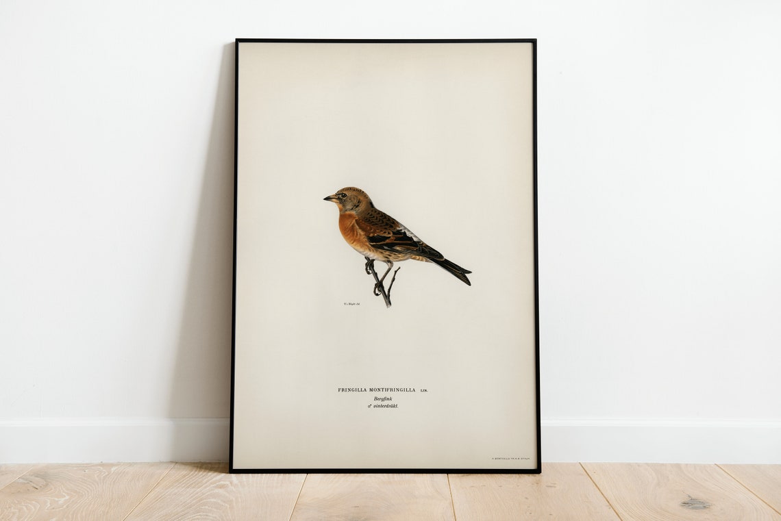 Brambling Songbird Vintage Ornithological Illustration Poster
