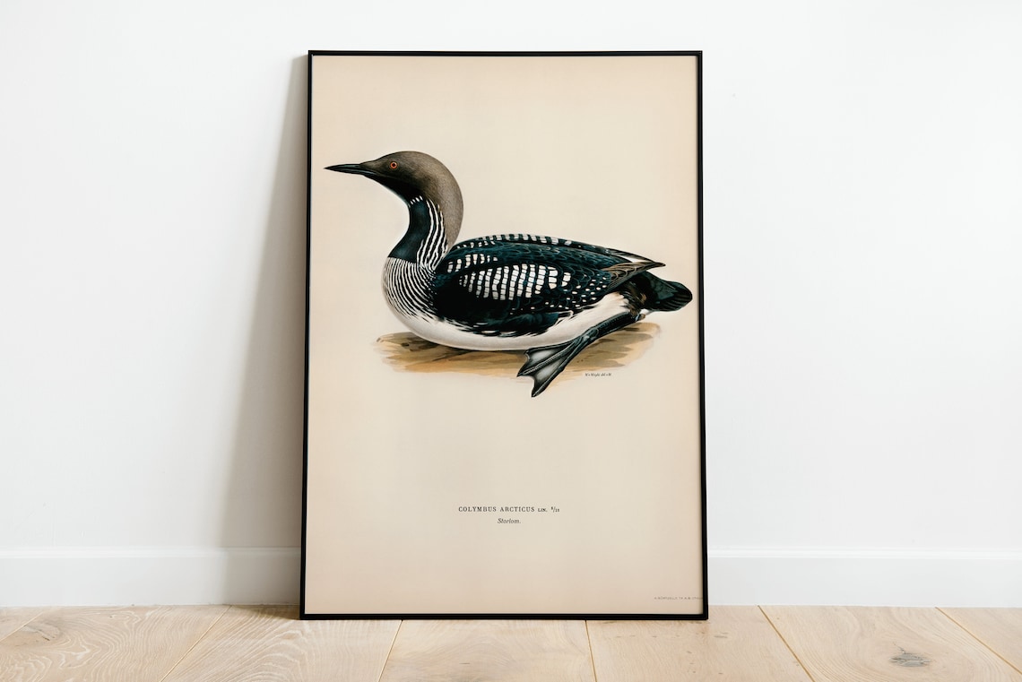 Black Throated Loon Vintage Swedish Ornithology Diver Bird Art Poster