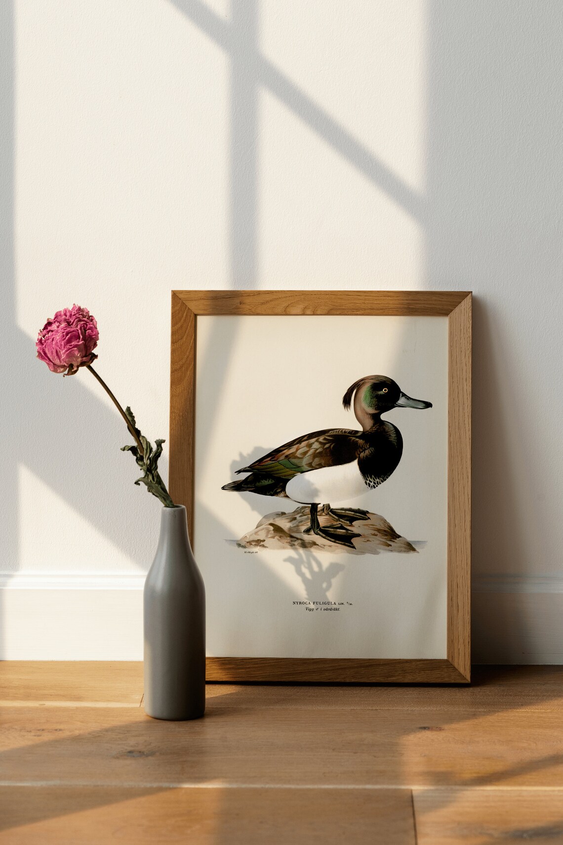 Tufted Duck Male Vintage Swedish Ornithology Bird Illustration Poster - Image 4