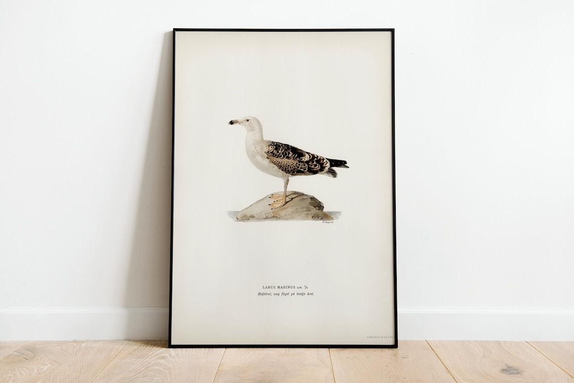 Great Black Backed Gull Seabird Vintage Bird Illustration Poster