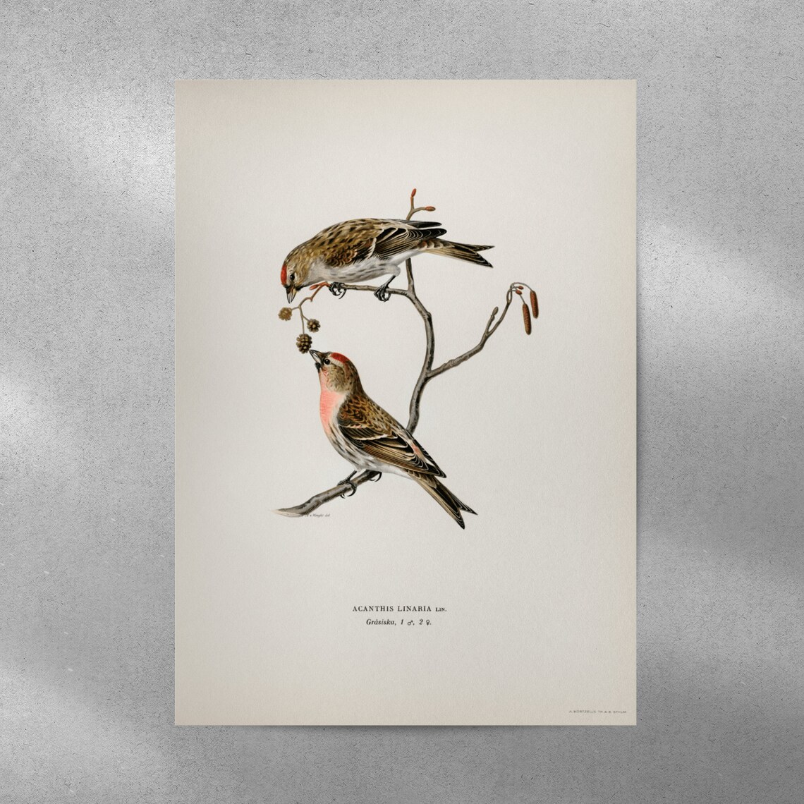 Linnet Bird Vintage Nature Art Print, Home Decor - Image 5