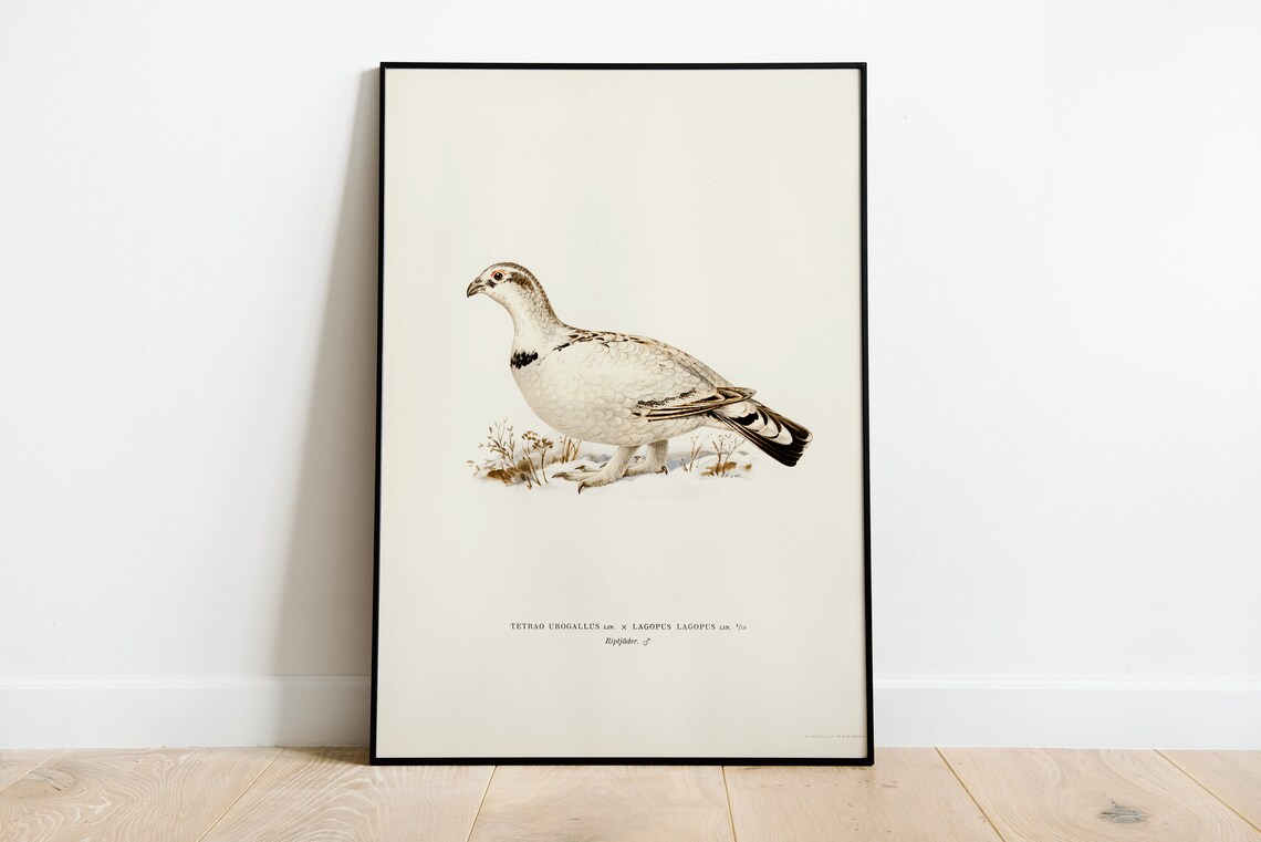 Willow Ptarmigan Capercaillie Hybrid Game Bird Vintage Art Print