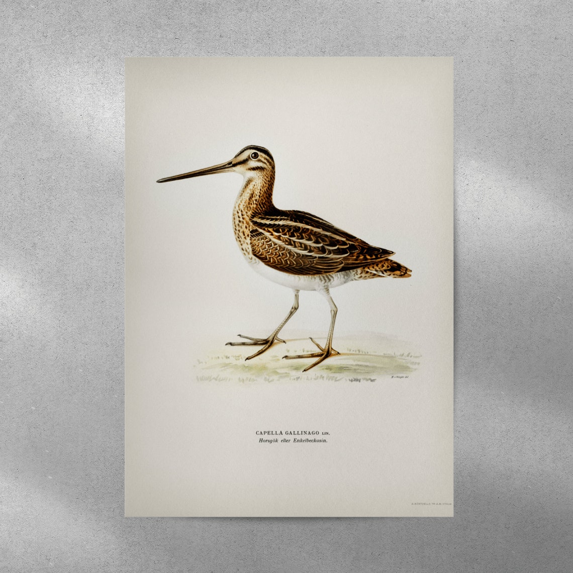 Snipe Bird Vintage Ornithology Artwork Bird Lover Gift Poster - Image 4