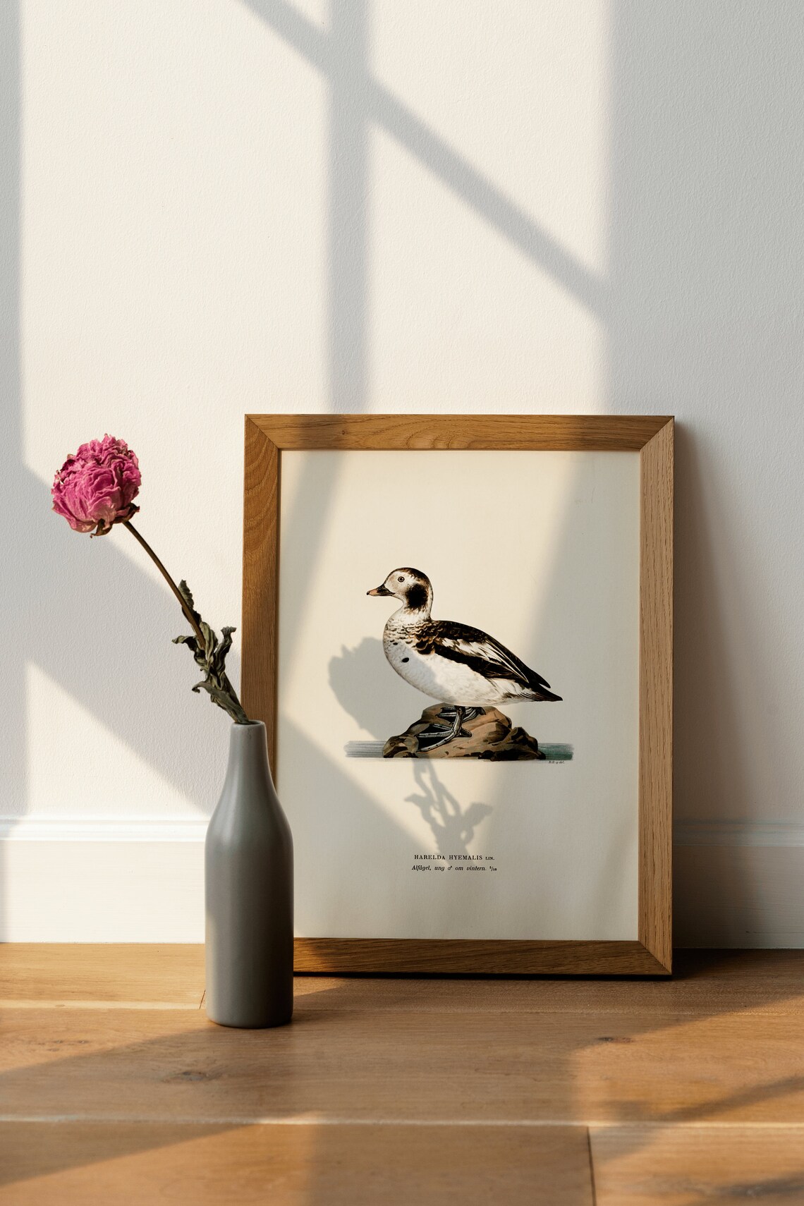 Long-Tailed Duck Harelda Hyemalis Vintage Illustration Poster - Image 4
