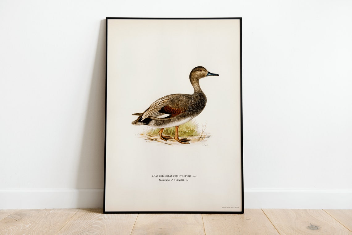 Gadwall Duck Wild Waterfowl Vintage Bird Illustration Poster