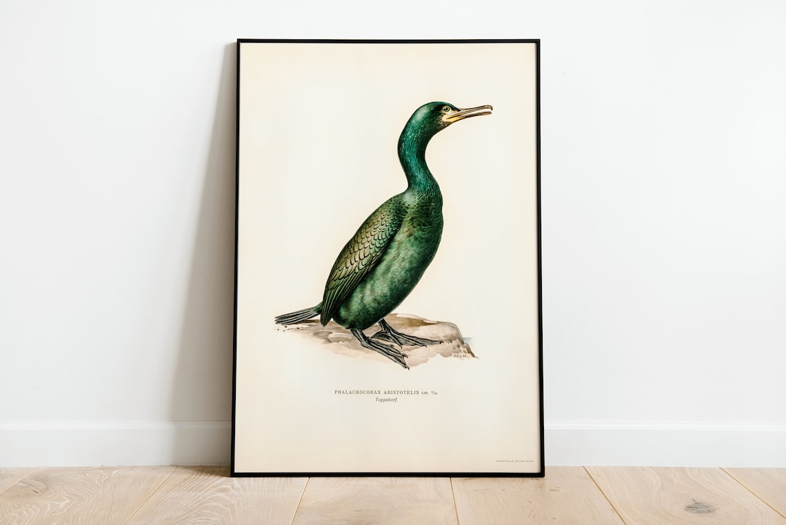 European Shag Bird Vintage Natural History Illustration Poster