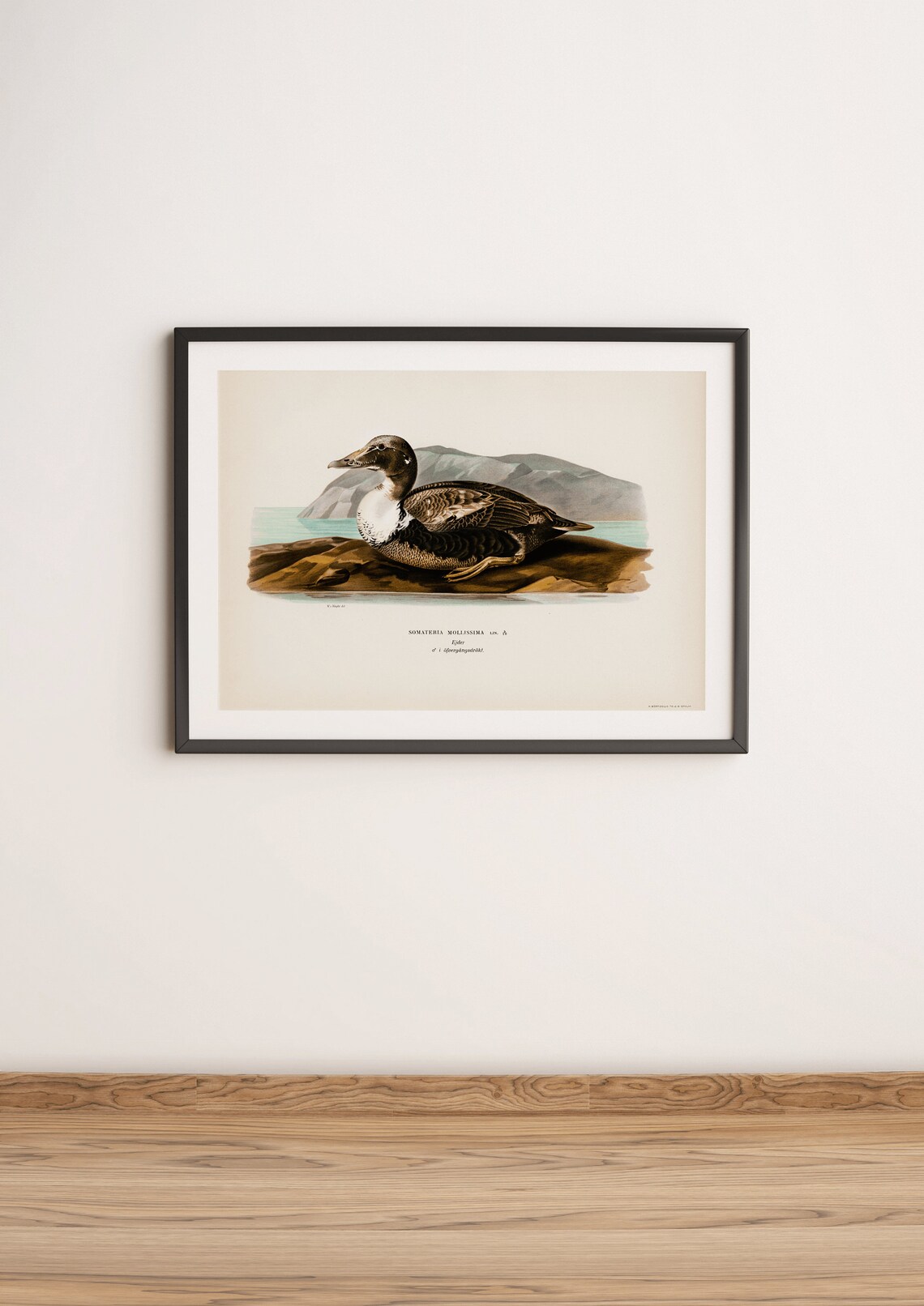 Eider Duck Vintage Bird Art Print, Nature Study - Image 3