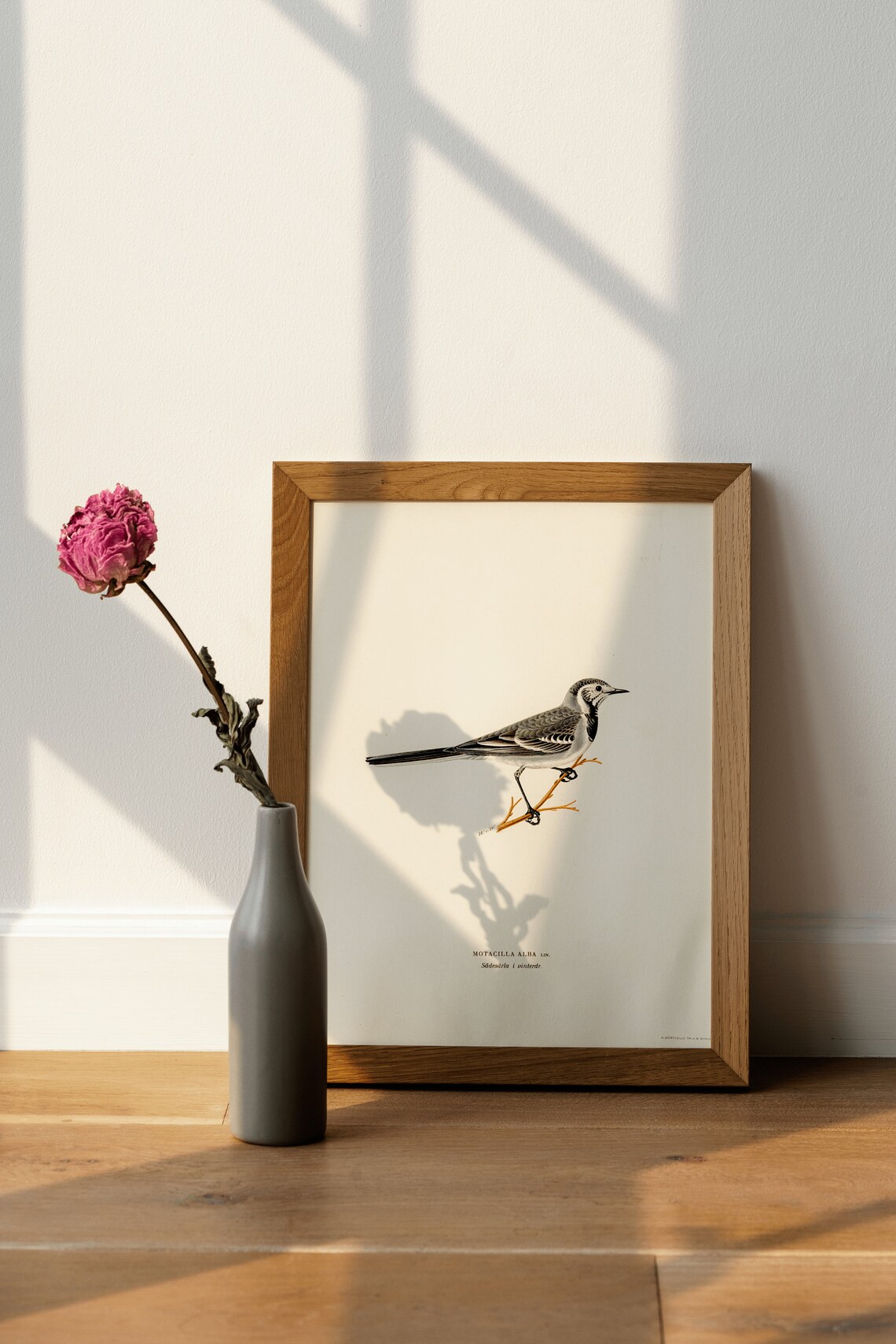 Pied Wagtail Bird Art Print, Vintage Nature Decor - Image 4