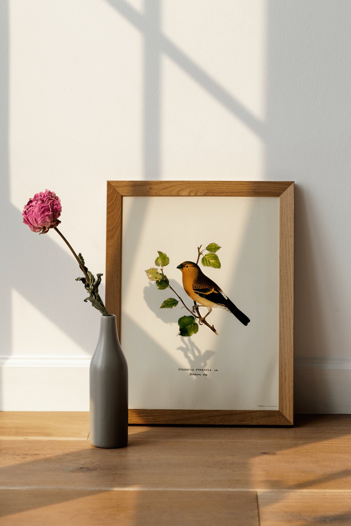 Bullfinch Songbird Vintage Ornithological Illustration Poster - Image 4