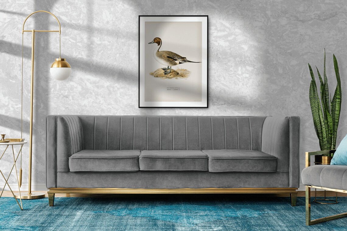 Northern Pintail Duck Vintage Nature Art Print - Image 2