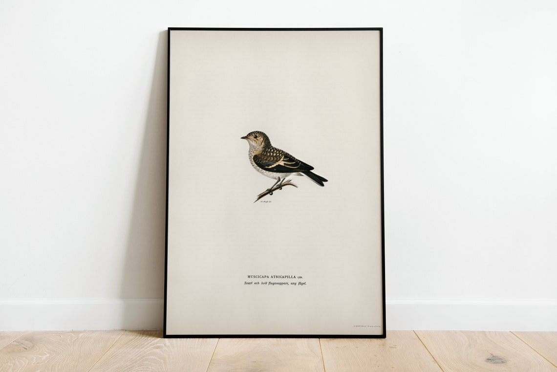 Classic Pied Flycatcher Vintage Ornithological Illustration Poster