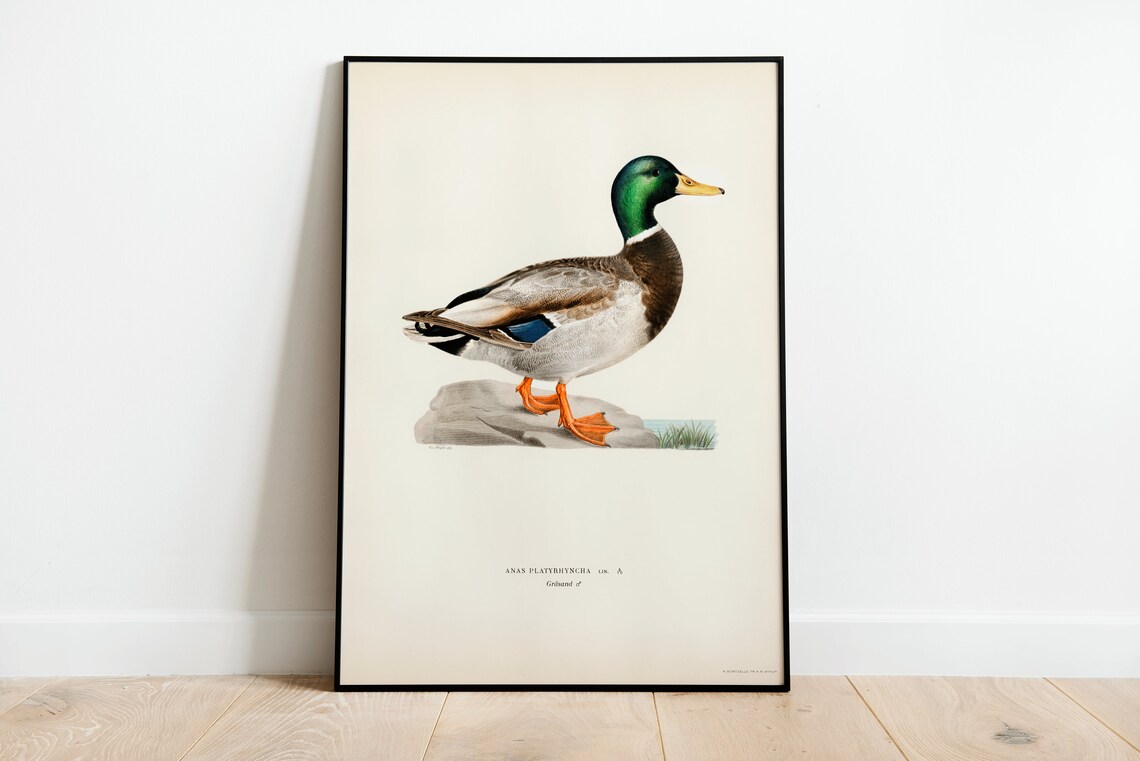Mallard Duck Vintage Nature Art Print Poster