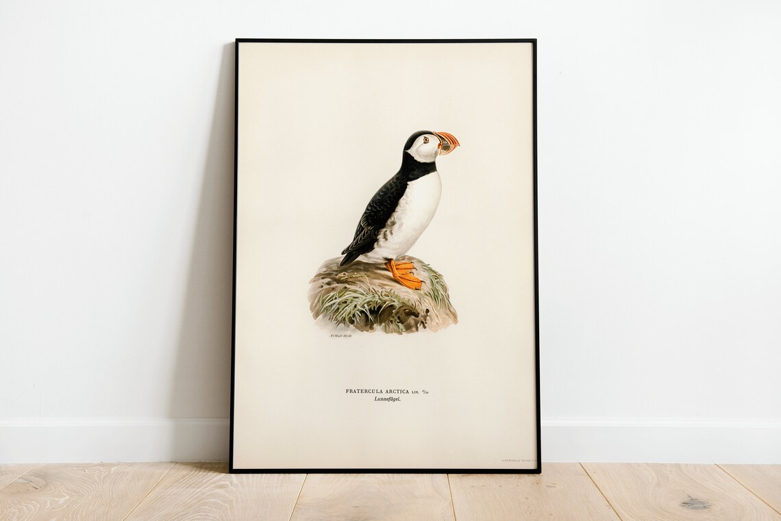 Atlantic Puffin Bird Art Print, Vintage Nature Decor
