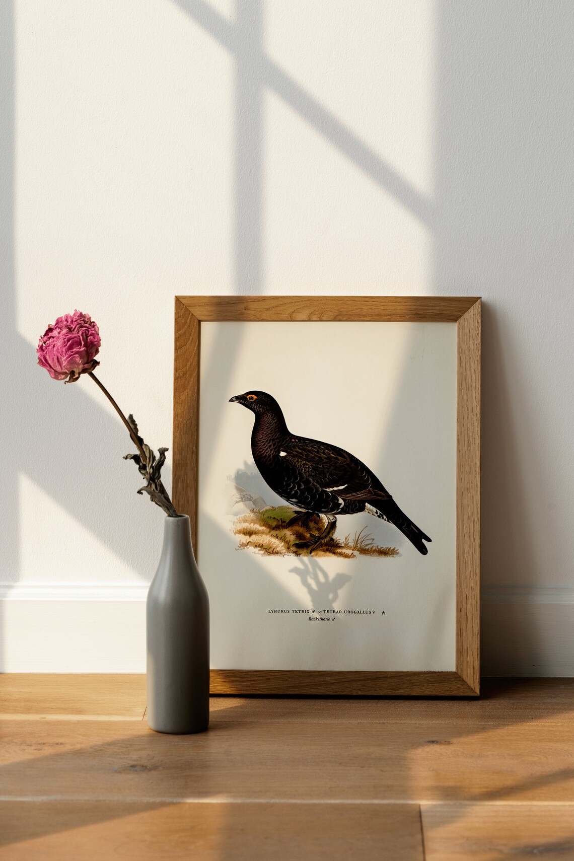 Black Grouse Capercaillie Hybrid Game Bird Vintage Art Poster - Image 4