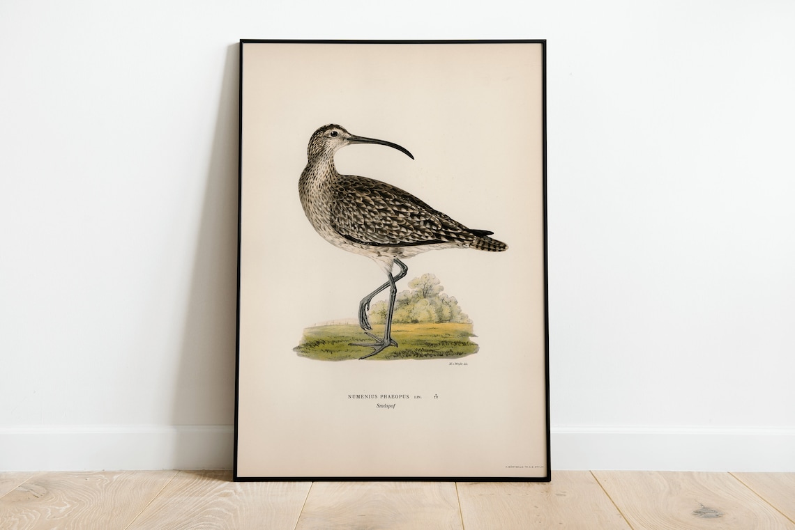 Whimbrel Bird Vintage Nature Art Print Poster