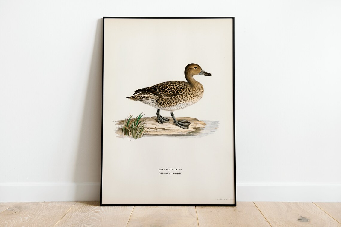 Female Pintail Duck Anas Acuta Vintage Bird Illustration Poster