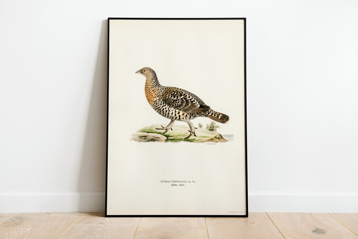 Western Capercaillie Female Game Bird Vintage Illustration Poster