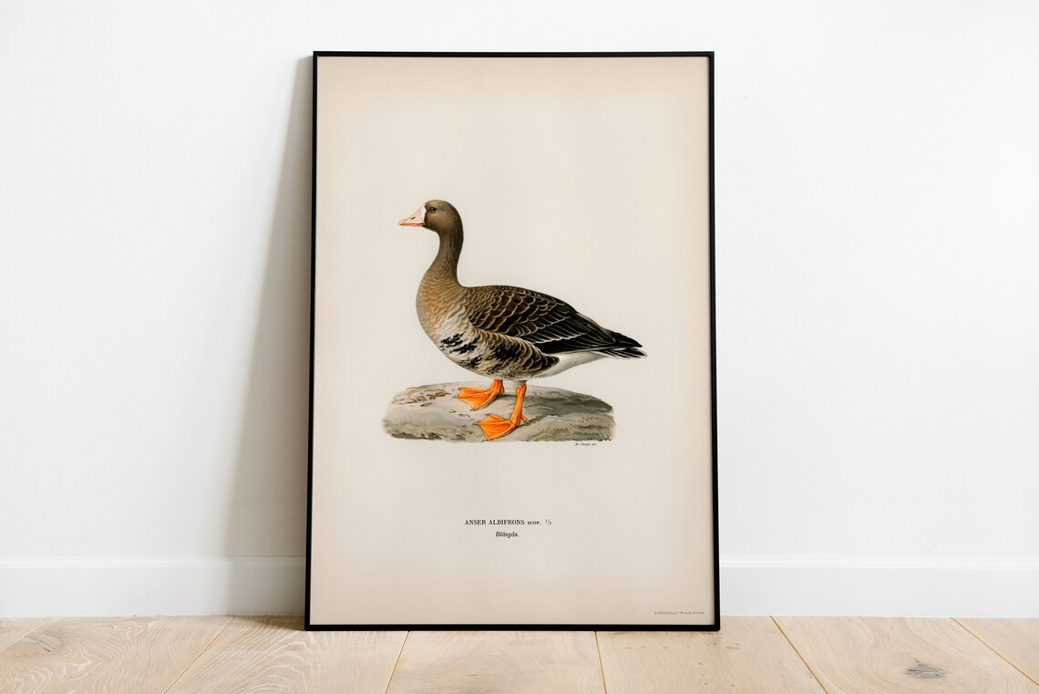 Greater White-Fronted Goose Vintage Nature Art Print