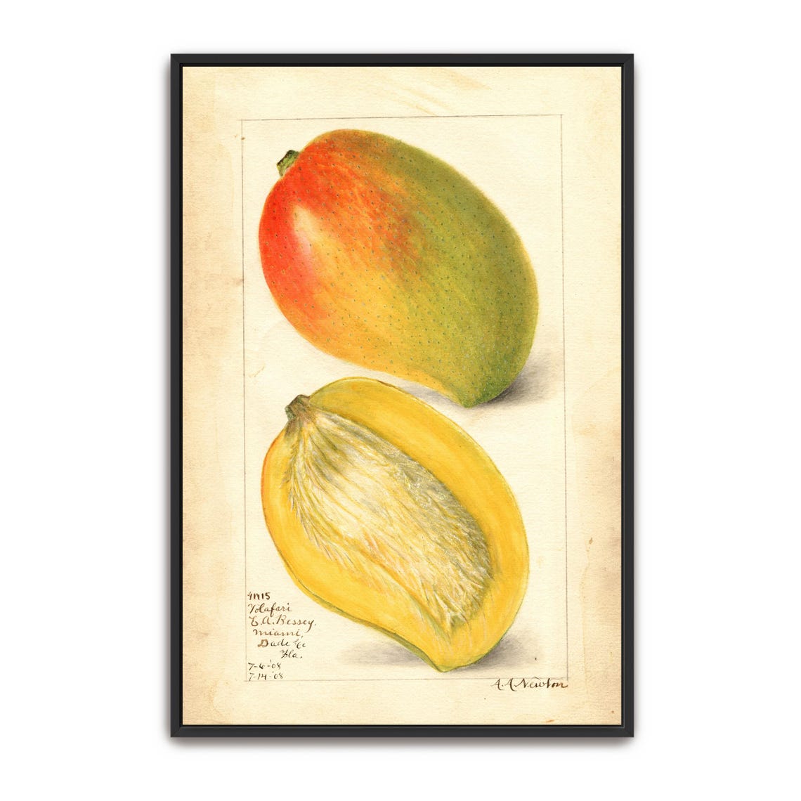 Mango Whole And Halved Vintage Botanical Fruit Illustration Poster