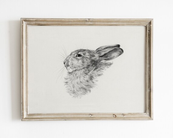Hare Head Pencil Sketch Antique Wildlife Drawing Fine Poster