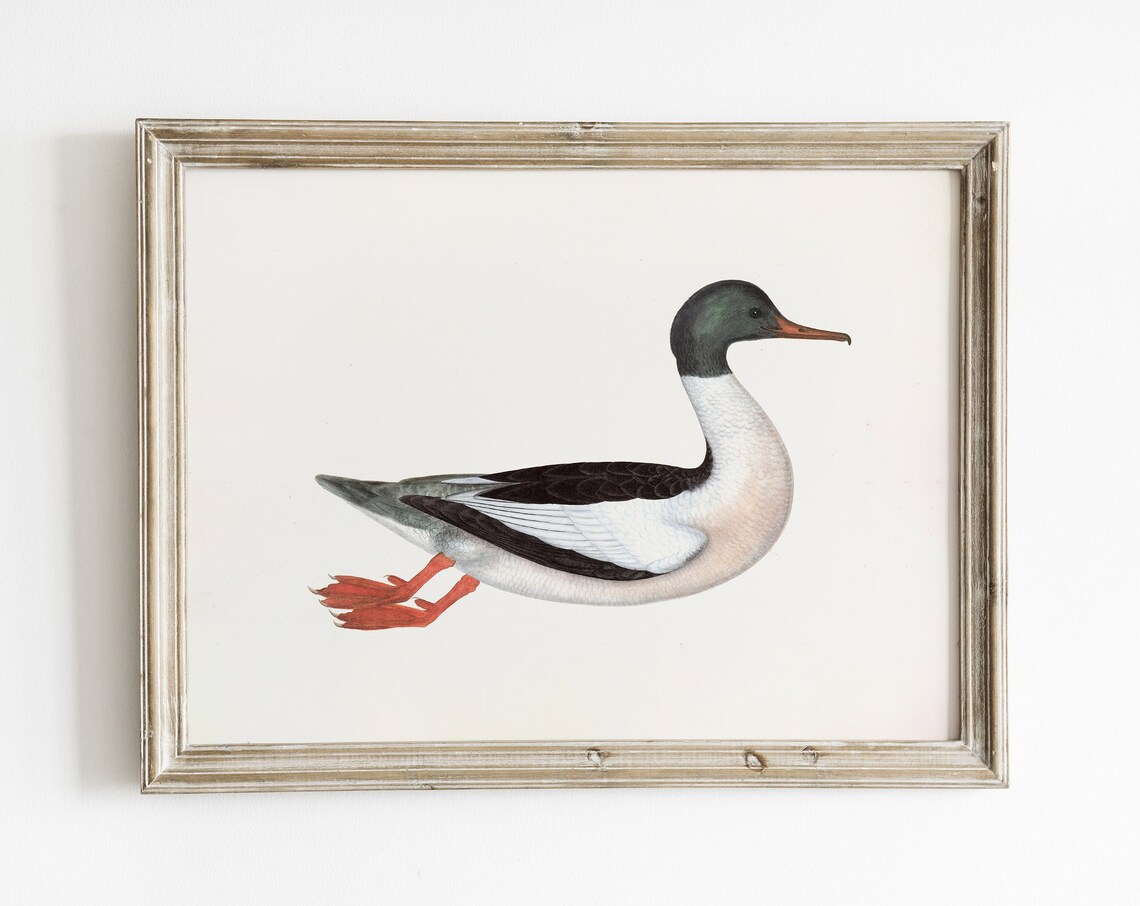 Vintage Duck Print, Antique Bird Wall Art Print