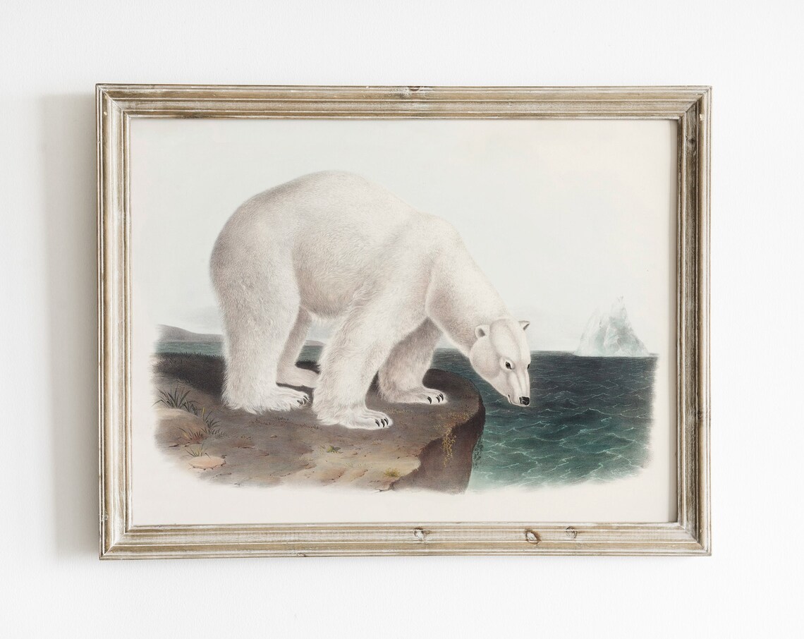 Vintage Polar Bear on Arctic Cliff Antique Wildlife Illustration Poster